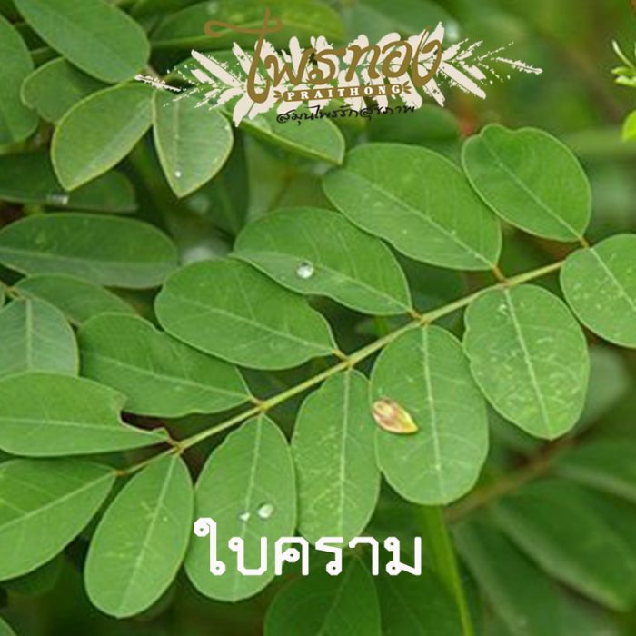 ใบคราม ใบอินดิโก้ IndigoLeaves